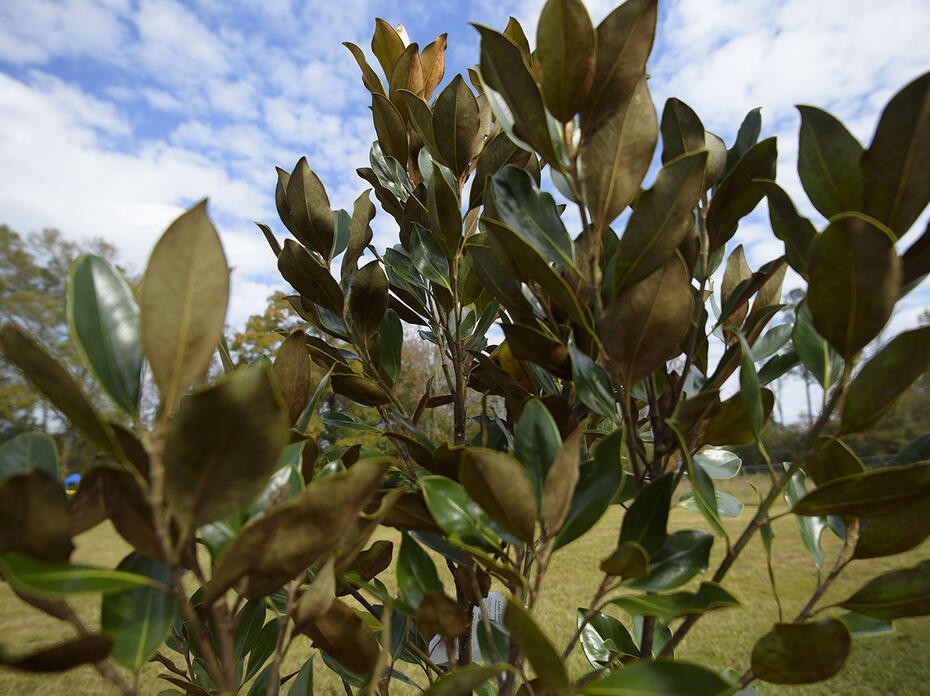 Close-up of small magnolia tree with glossy green leaves. (Photo by Kevin Hudson)
