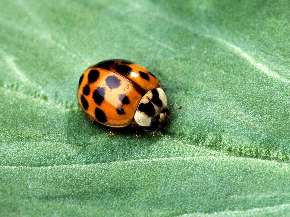 Asian Lady Beetle
