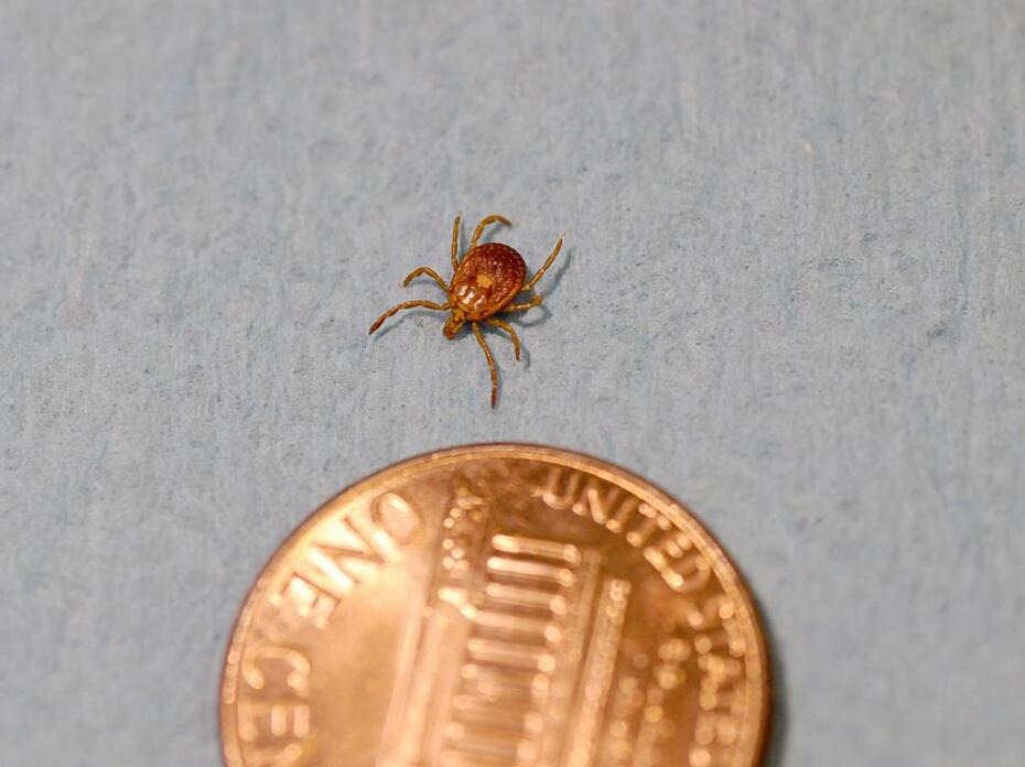 A brown tick is pictured next to a penny on a gray background.