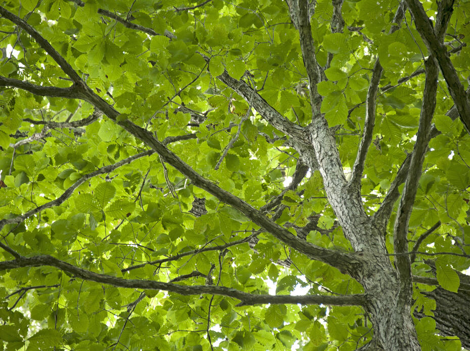 The green leaves of an oak tree create a canopy overhead while the thick, rough brown bark covering the leaves and branches dominates the right side of the photograph. 