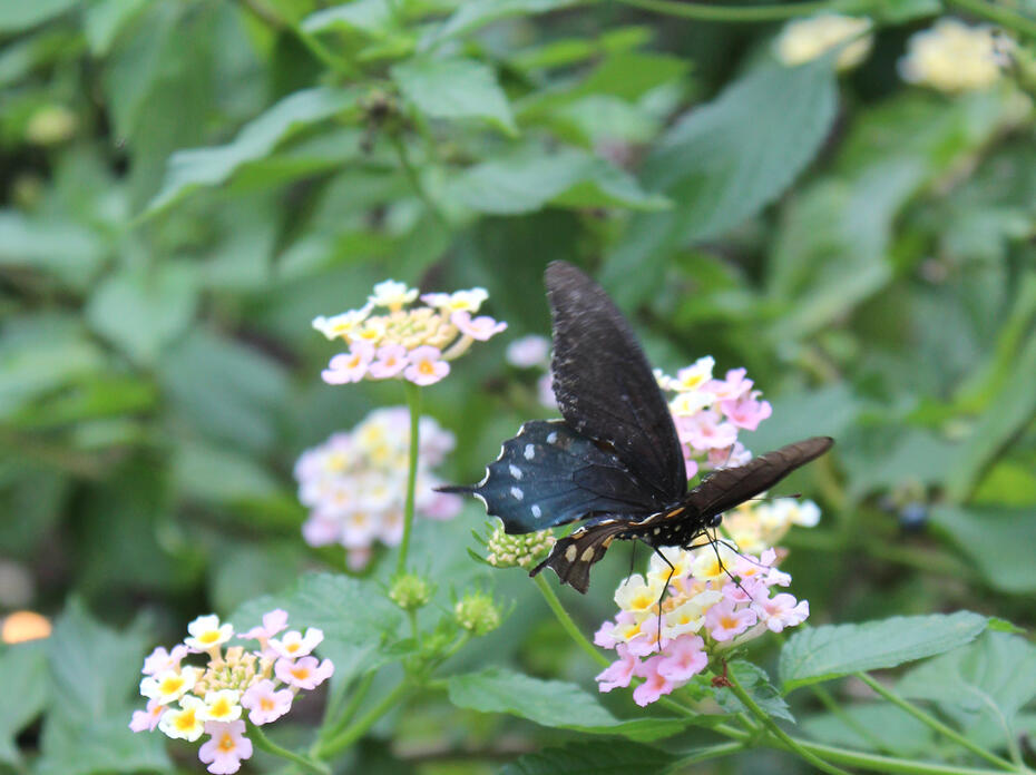 A brown swallowtail butterfly with white spots drinks nectar from a flowering pink and yellow lantana plant. 