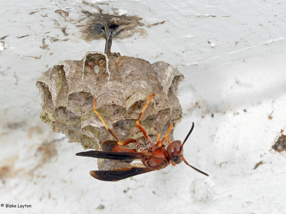 A paper wasp on a multi-cell nest.