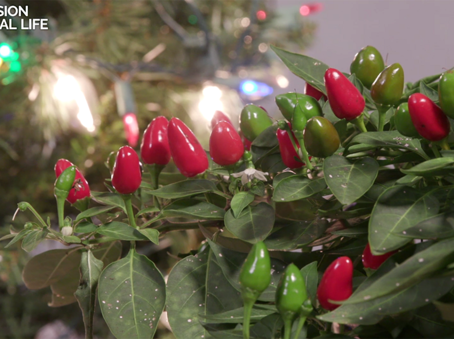 Bright red and green ornamental peppers stand out against a background of green leaves and a small Christmas tree with multicolored lights. 