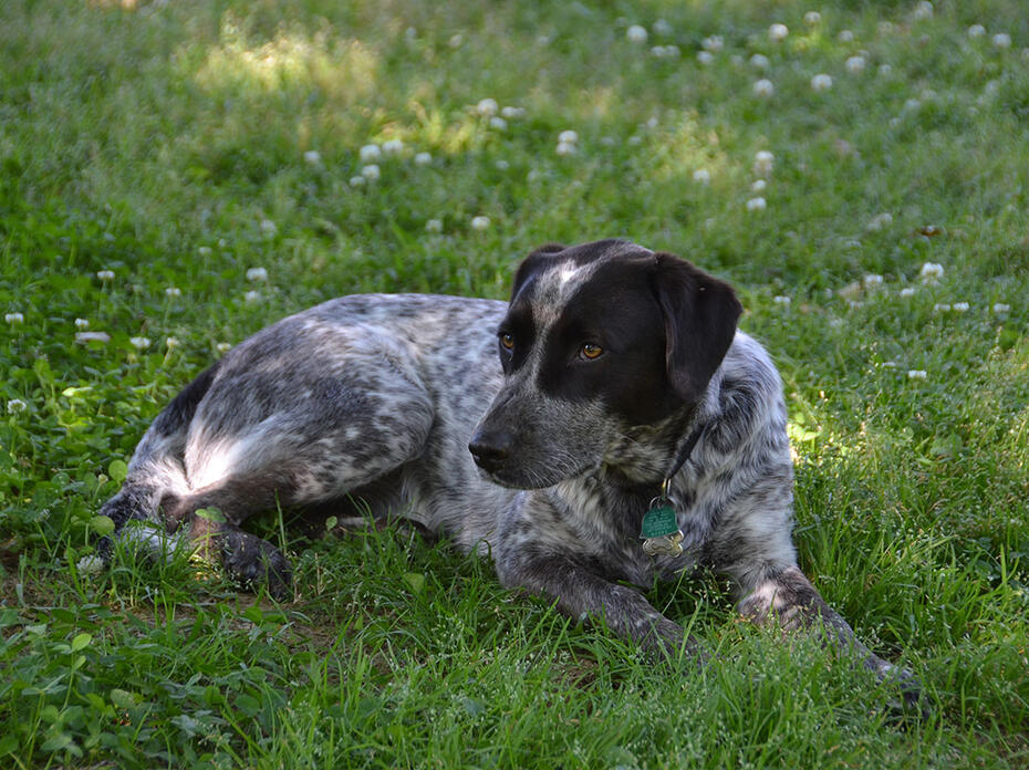 A medium-sized black and white dog lies on green grass.