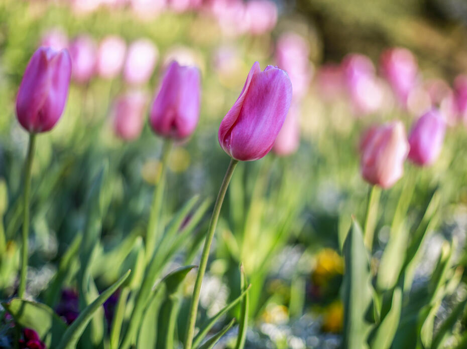 A picture of several pink tulips with one in focus and others blurred in the background.  
