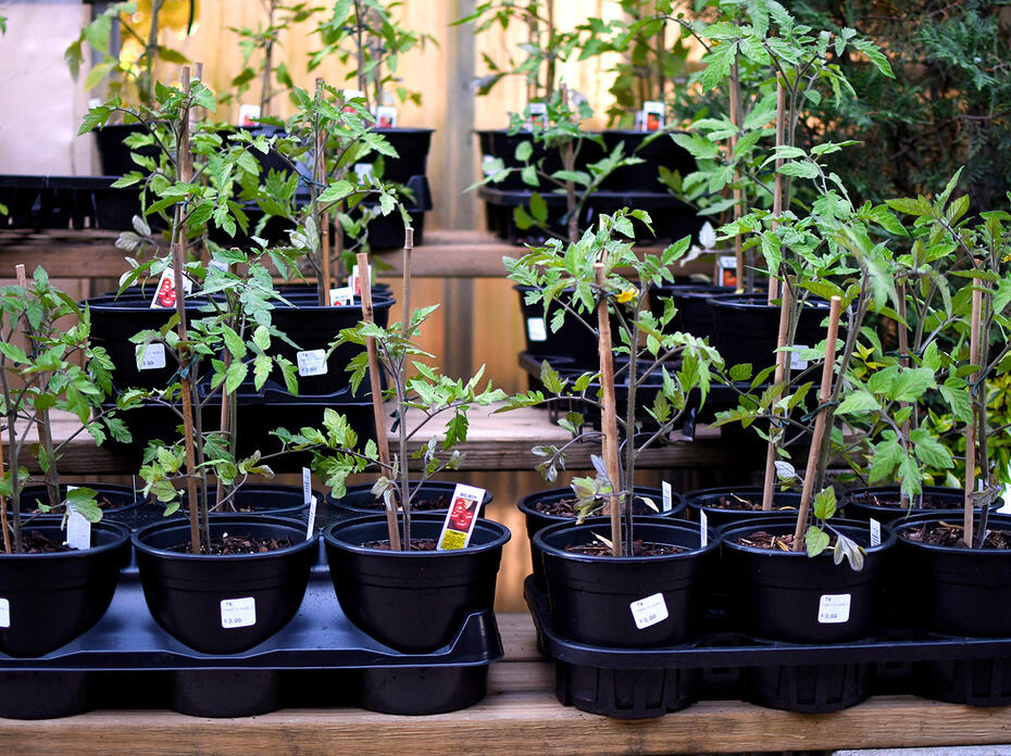 A group of tomato plants tied around a wooden stake in black plastic containers sitting on a shelf. 