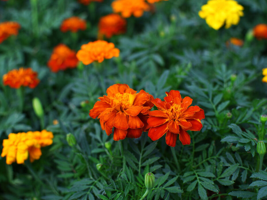 Two red and orange marigolds in focus with several yellow, red and orange marigolds out of focus in the background. 
