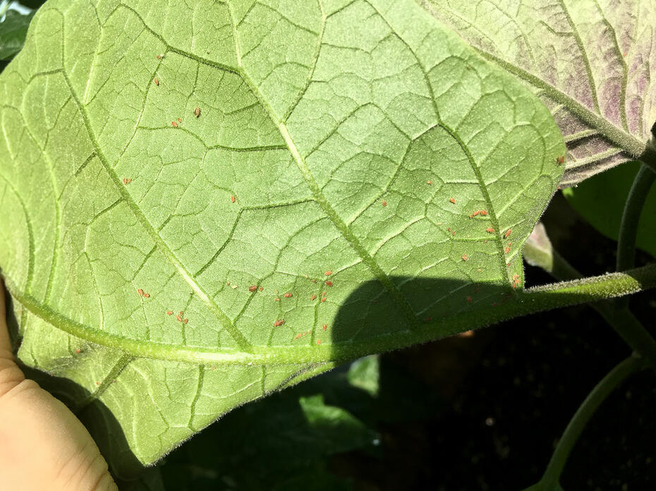 Tiny brown insects scattered across the underside of a green eggplant leaf.