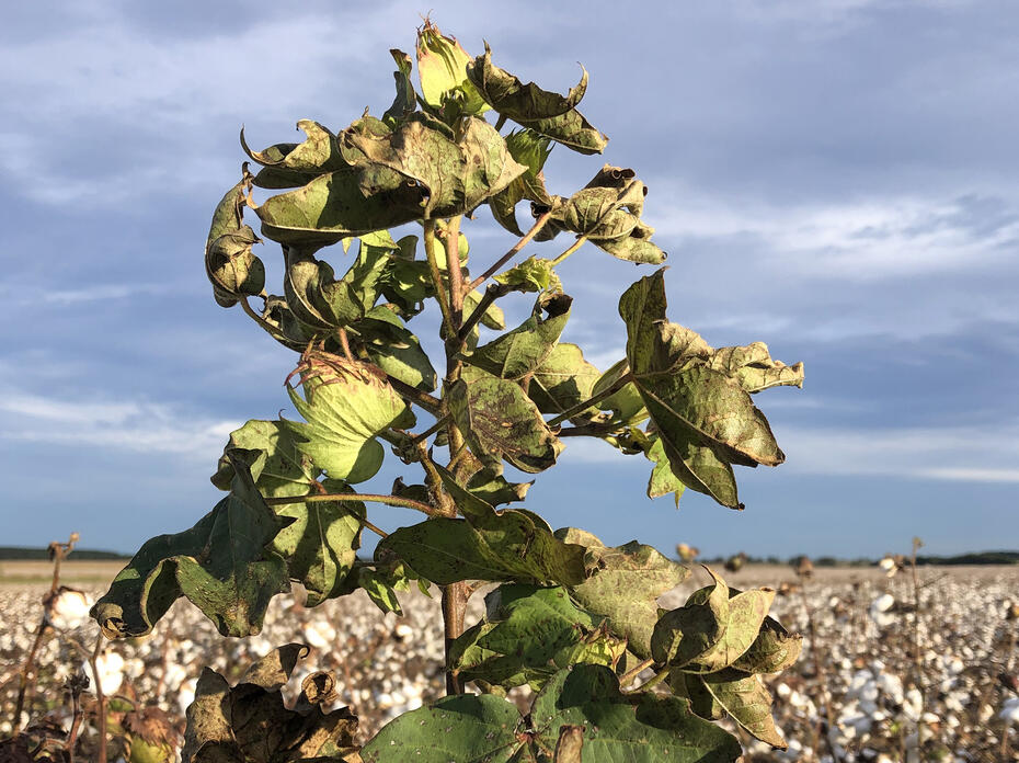 A tall, green weed in the foreground with a cloudy sky and cotton field in the background.
