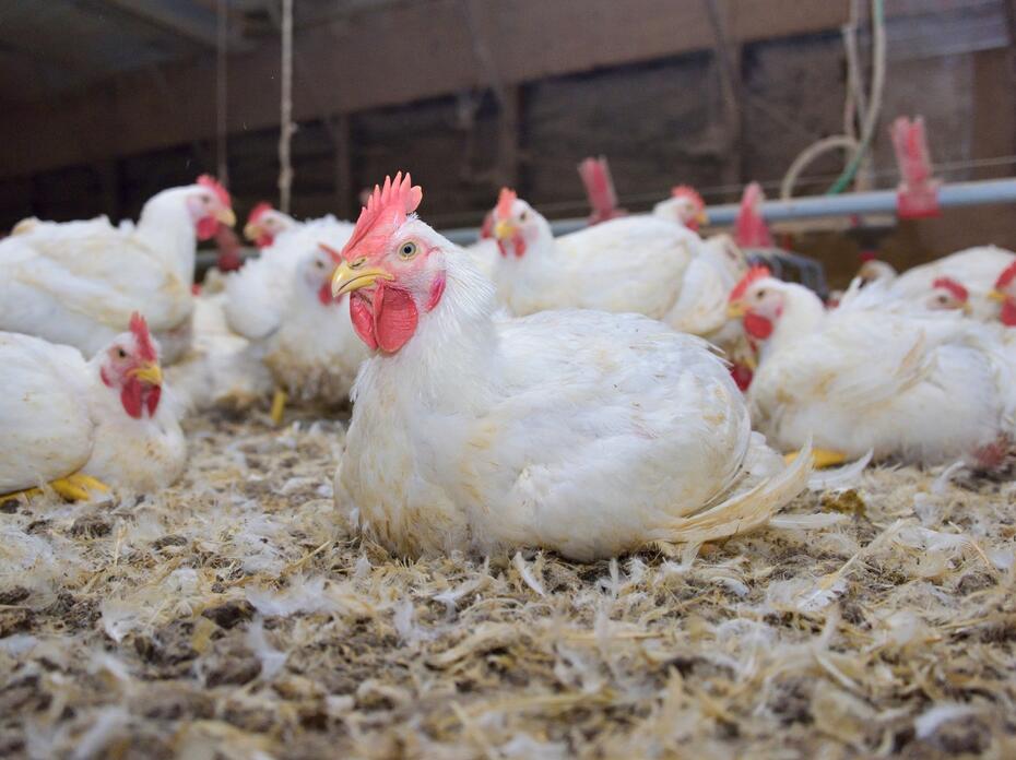 A white chicken sits on the ground in a poultry house.