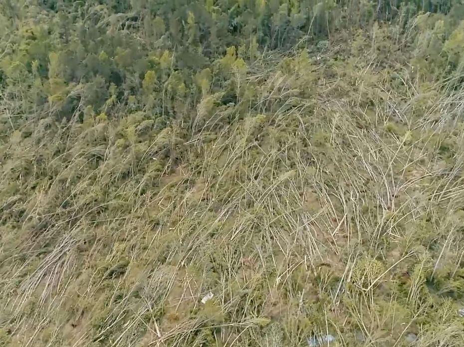 An overhead view of trees damaged by tornadoes.