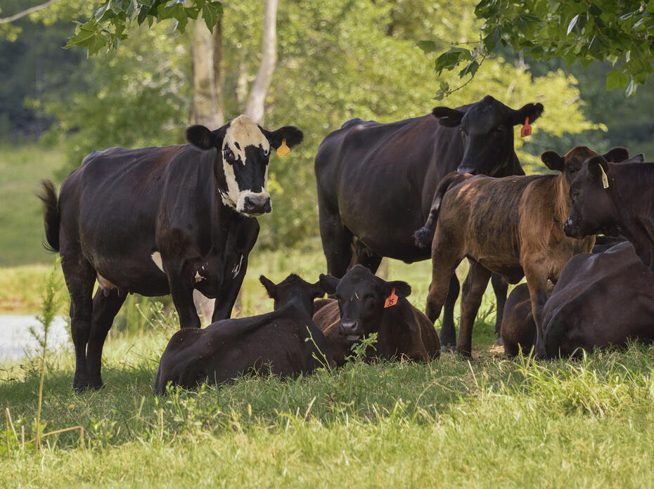 Beef cows in a field
