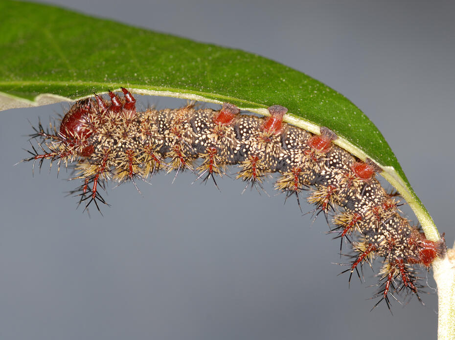 A gray caterpillar covered in tiny brown spines hangs upside down on a green leaf.