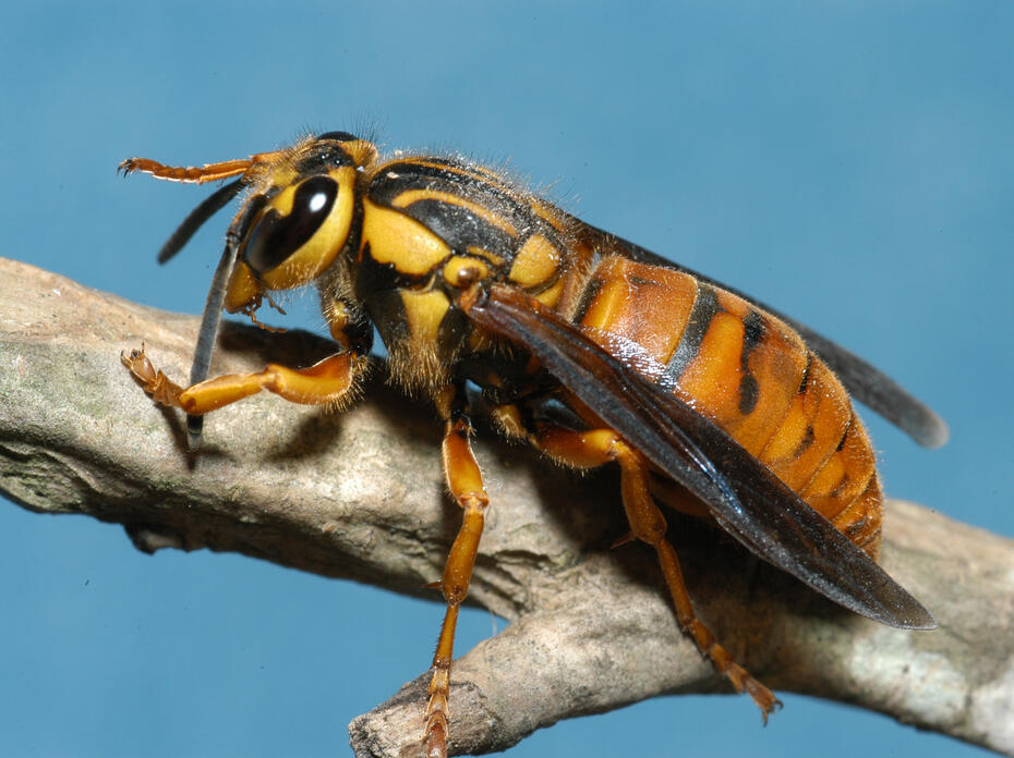 A closeup of a Southern yellowjacket queen.