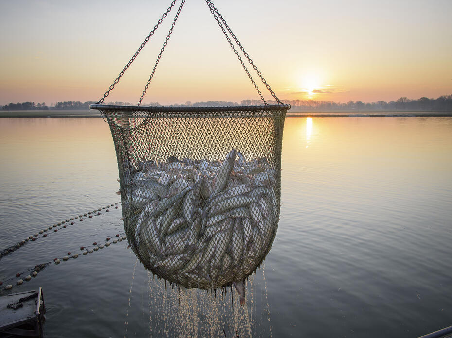 A basket of catfish hovers above a pond and against a sunset background.