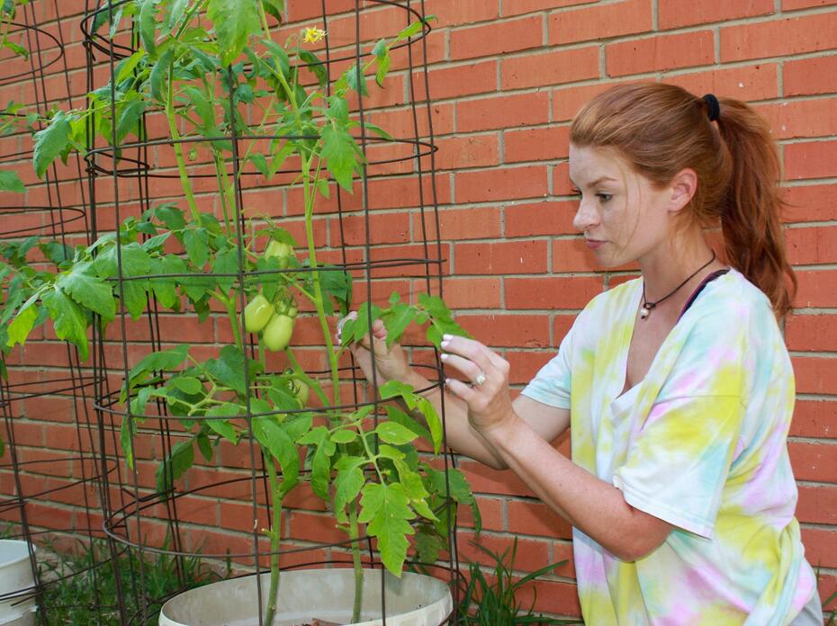 A woman handles a tomato plant growing in a wire frame.