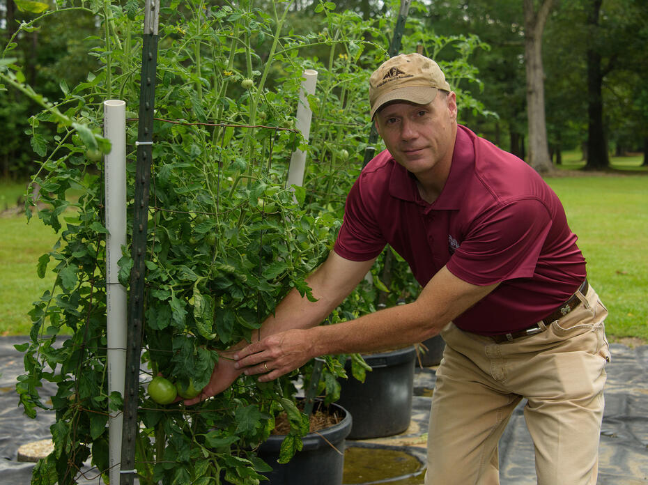 A man wearing a baseball cap reaches toward a green tomato growing on a large, caged plant.