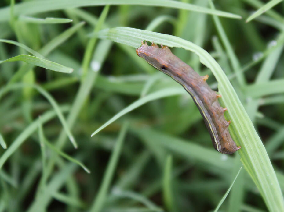 A brown caterpillar hangs upside down on a curving blade of grass.