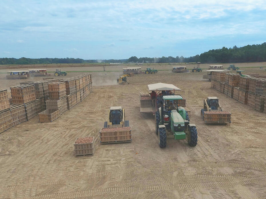 Overhead shot of a field with tractors and sweet potatoes in wooden bins.