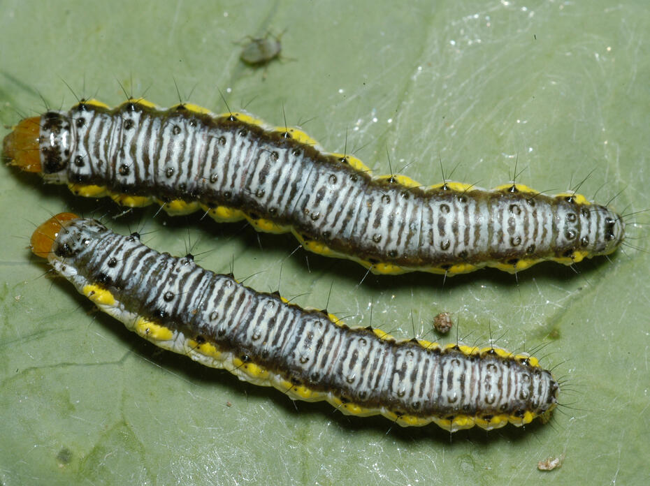 Two caterpillars with white, black and yellow markings sit side by side on a leaf.