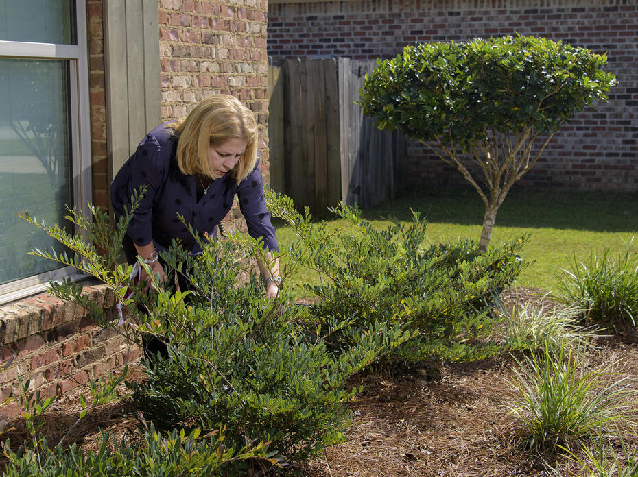 A woman leans over a bush growing in a bed outside a house.