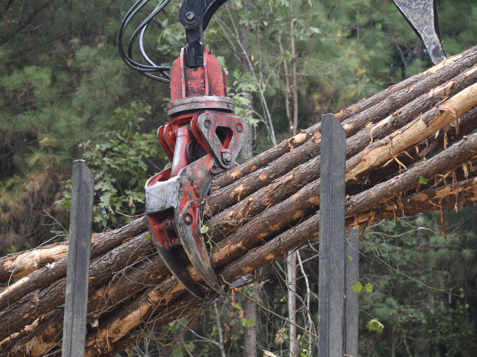 Logging tongs bundle timber.