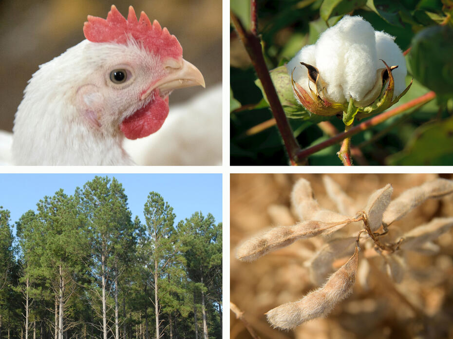 Four panels display a chicken, a cotton boll, a timber stand and a dried soybean plant.