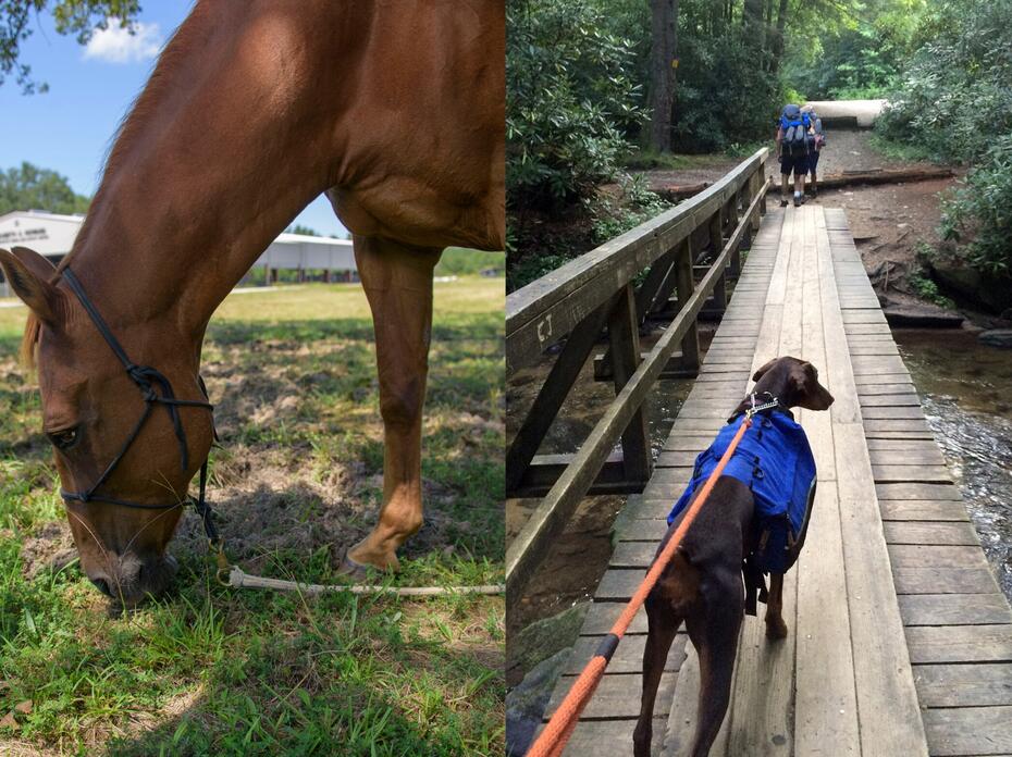 Side-by-side composite of horse grazing and a dog on a leash walking on a bridge.