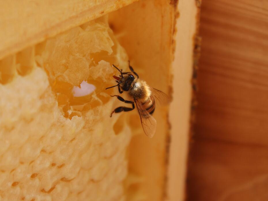 A worker bee sips honey from a piece of honeycomb in a frame.