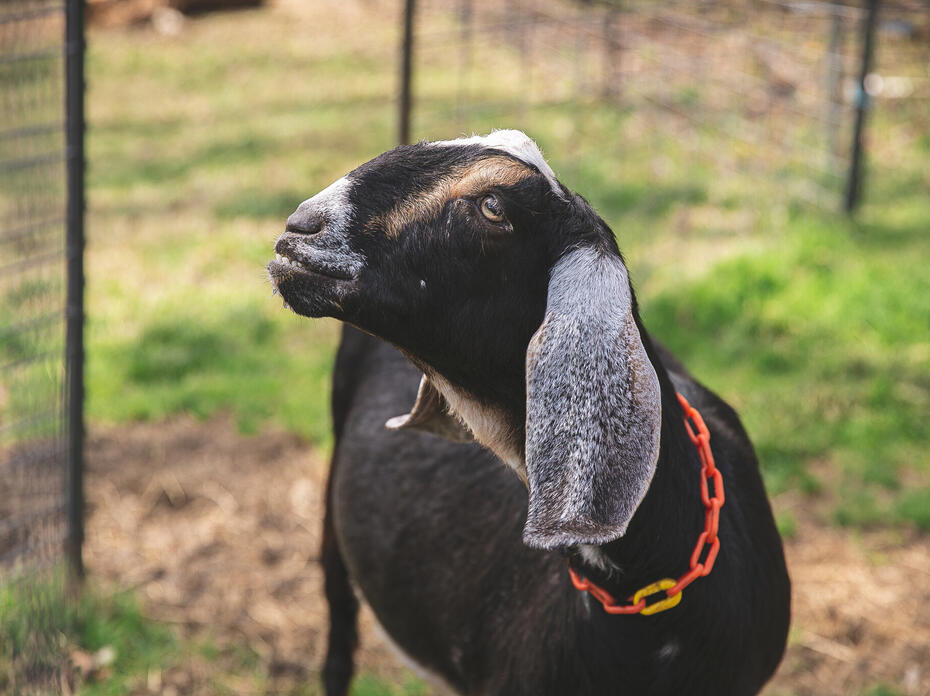 A goat stands in front of a fence.