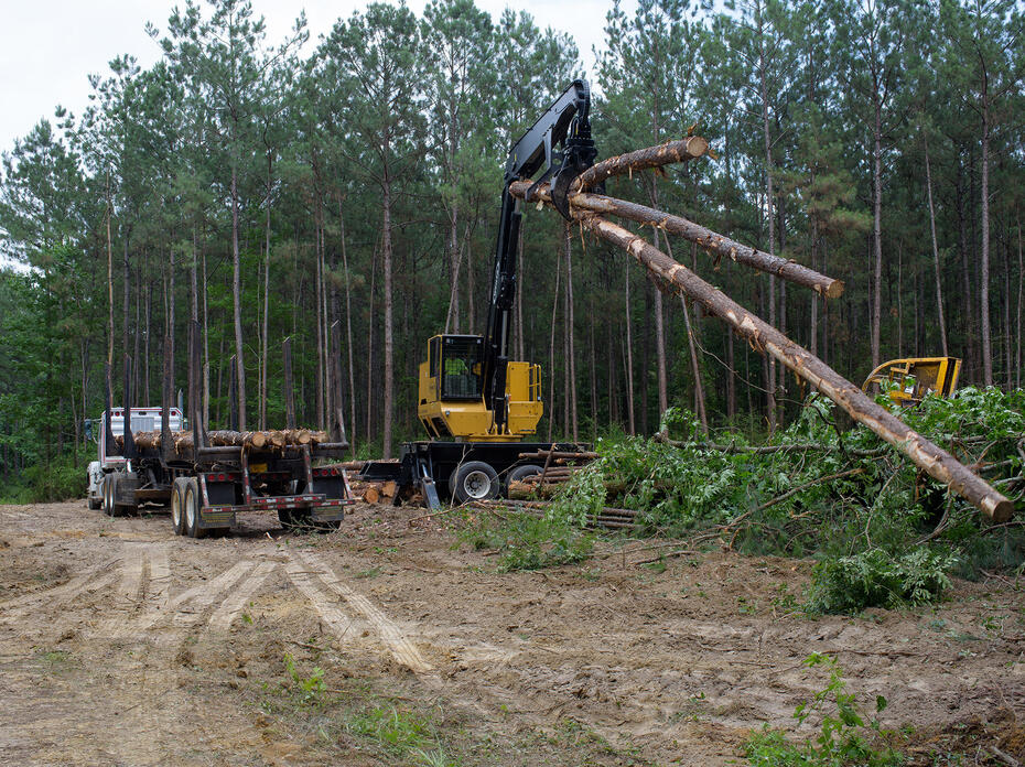 A large, yellow machine lifts downed trees to load onto a log truck.