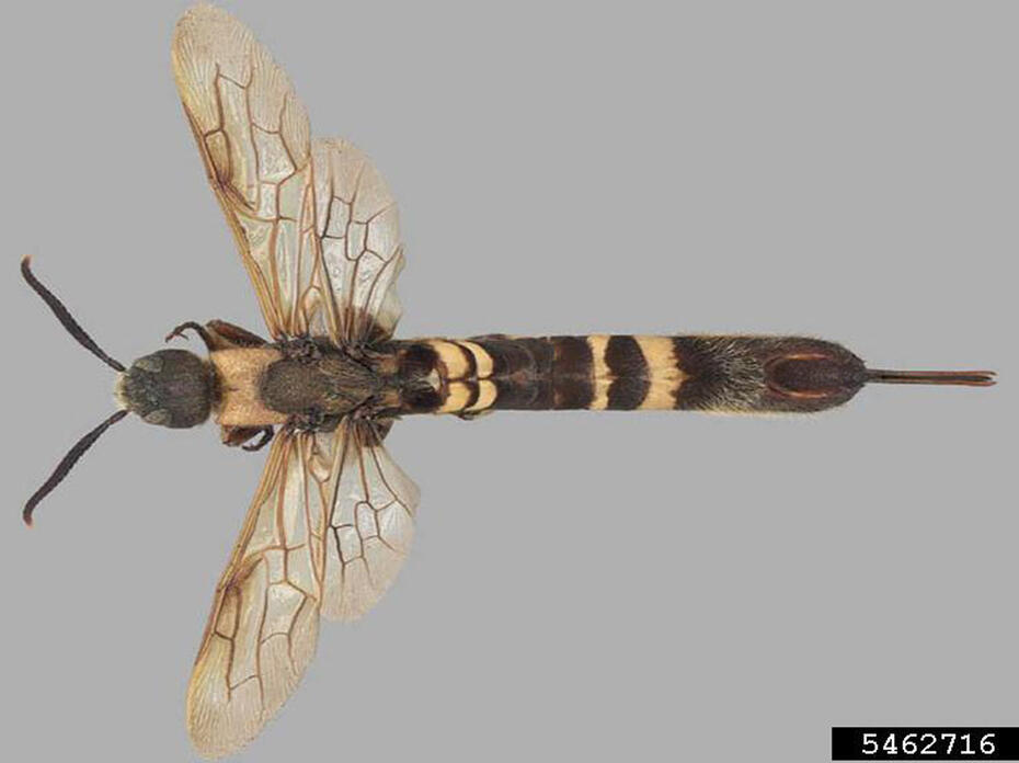 A photo of a female Asian horntail wasp.