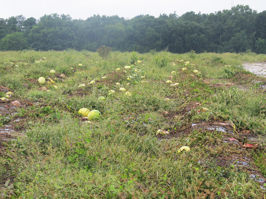 Ruined watermelons lie in a muddy field.