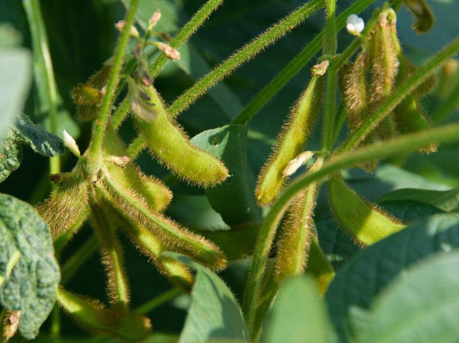 Fuzzy, green pods grow on a soybean plant.
