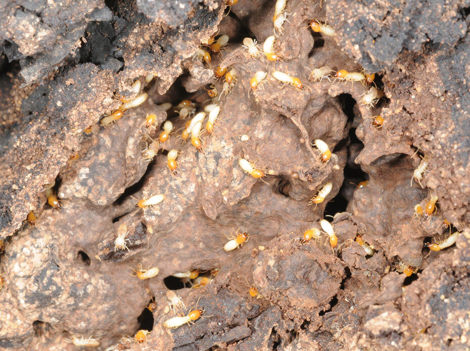 Numerous tiny, white insects with brown heads dot a surface full of holes and crevices.