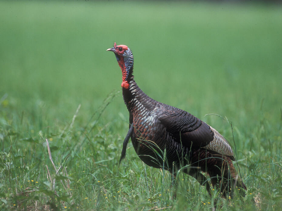 An adult male turkey is in a field.