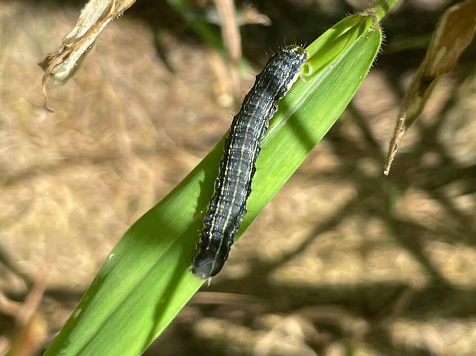 A single caterpillar rests on a blade of grass.