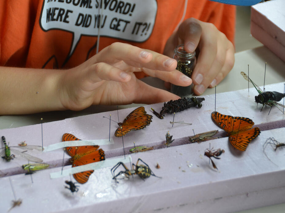 A closeup of an insect being applied to a display board.