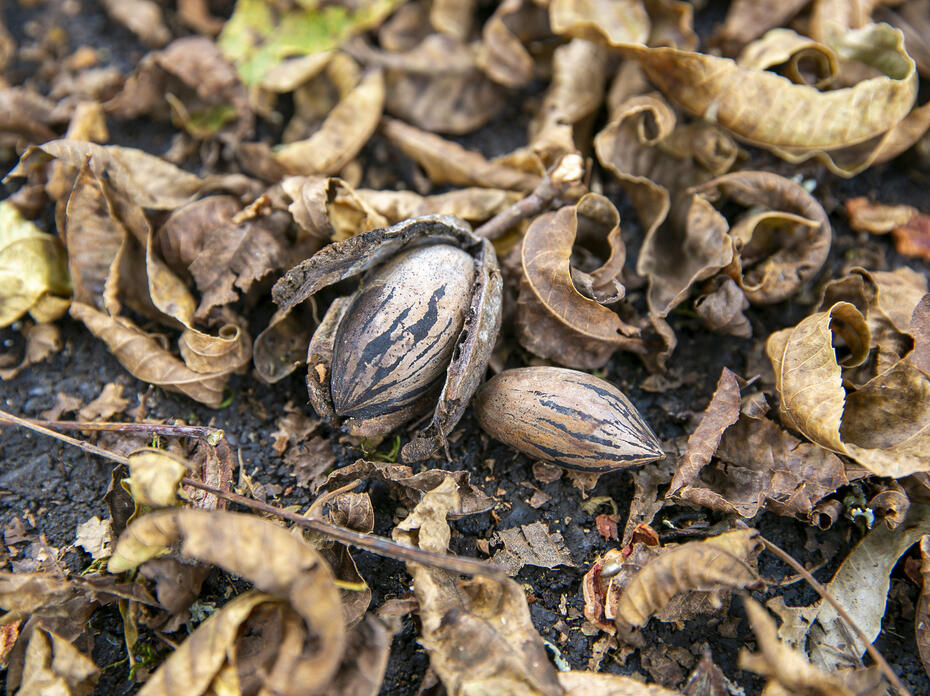 Pecans