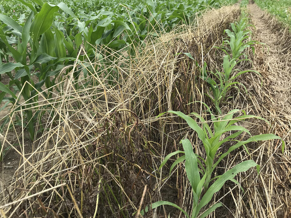 Small corn plants grow in a row among dead grasses.