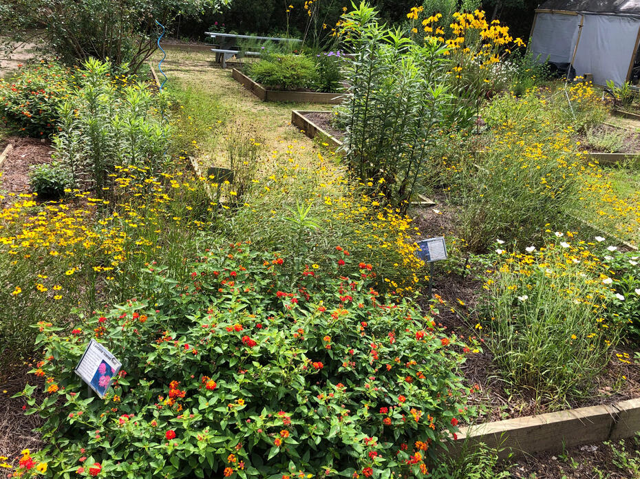 A flower garden with raised beds.