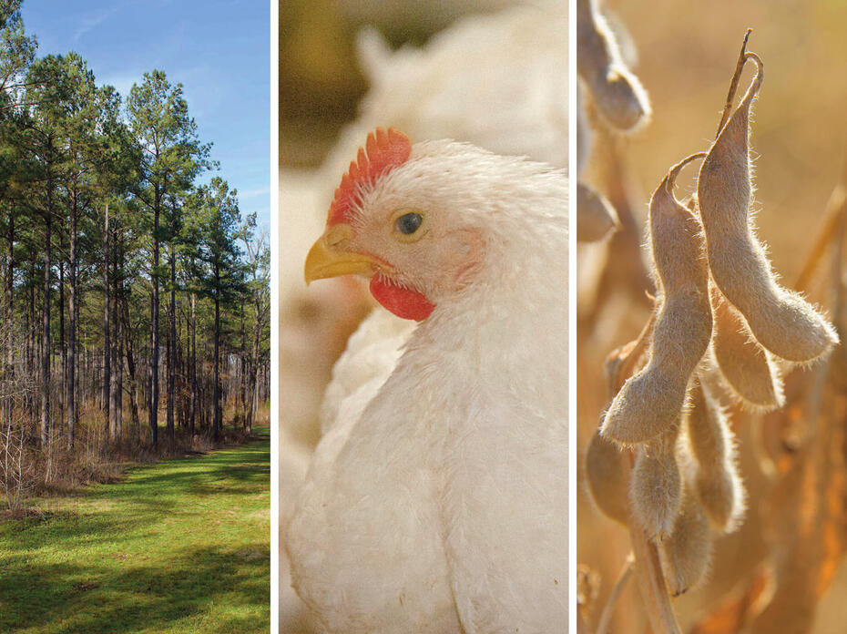 Panels display timber, chickens and soybeans.