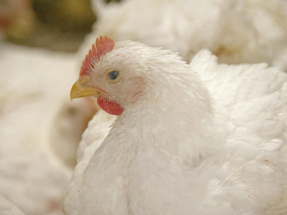 A chicken.