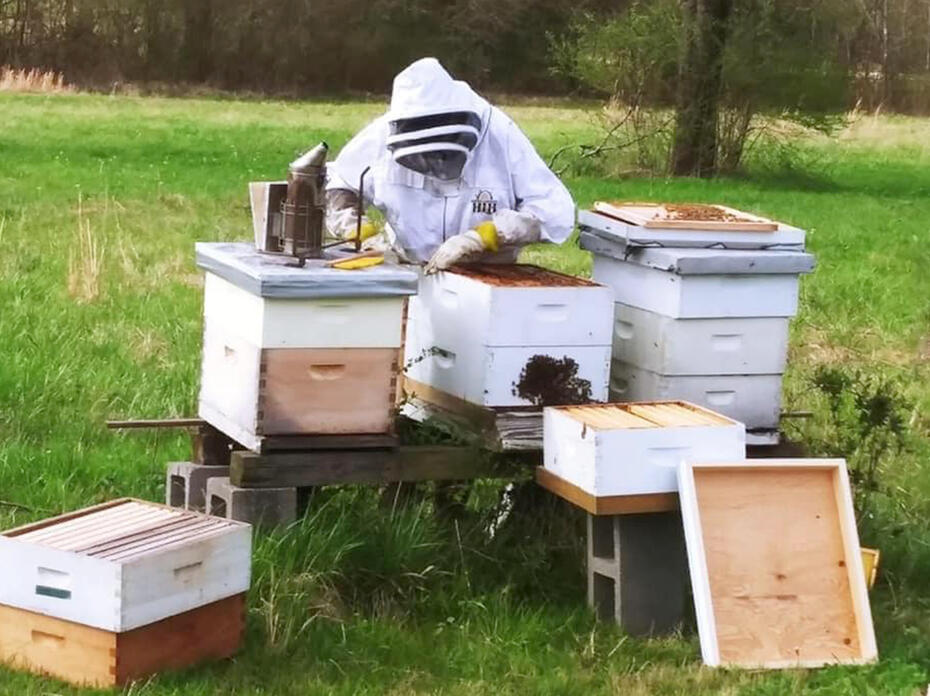 A person works a beehive.
