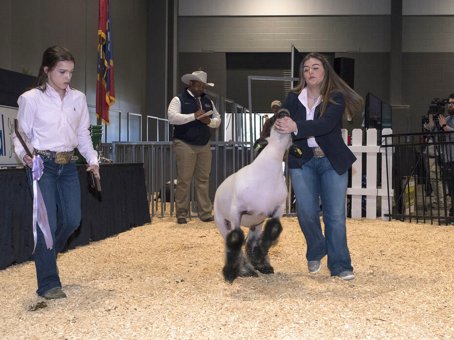 Two young women display a lamb in a show ring.