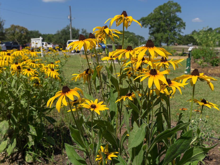 Close up of black-eyed Susans