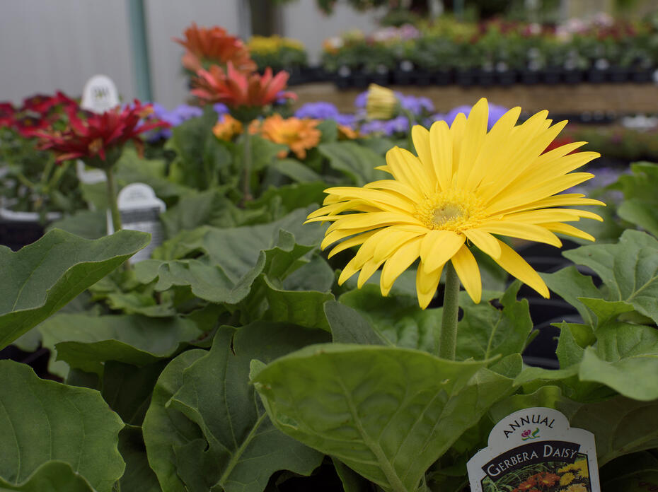 A yellow flower blooms on a small plant.