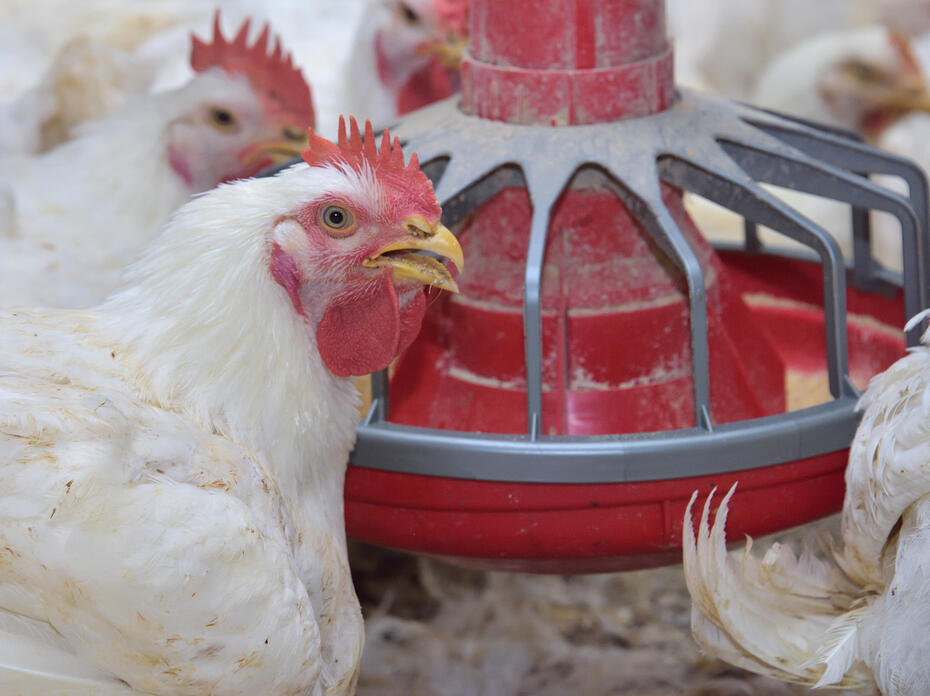 White chickens gather at a feeder.