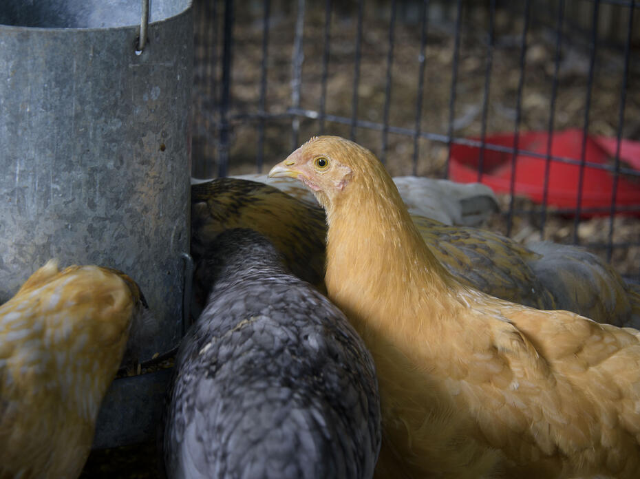 Chickens feed inside a fenced enclosure.