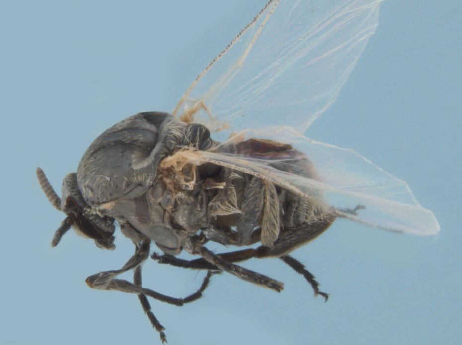 Adult black fly